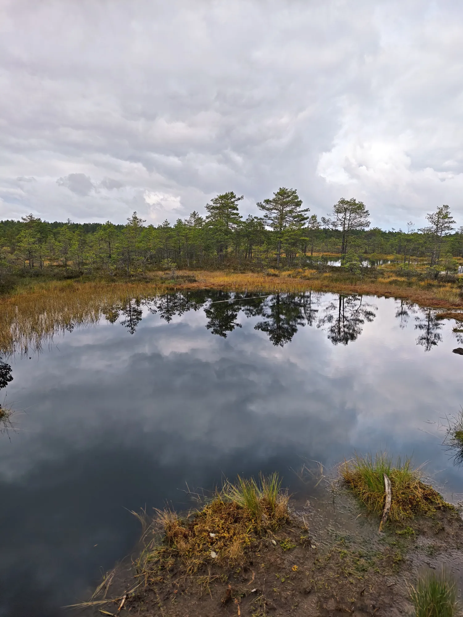 A dark pool on the Viru bog trail in Lahemaa, doubling a line of pines and a grey, cloudy sky.
