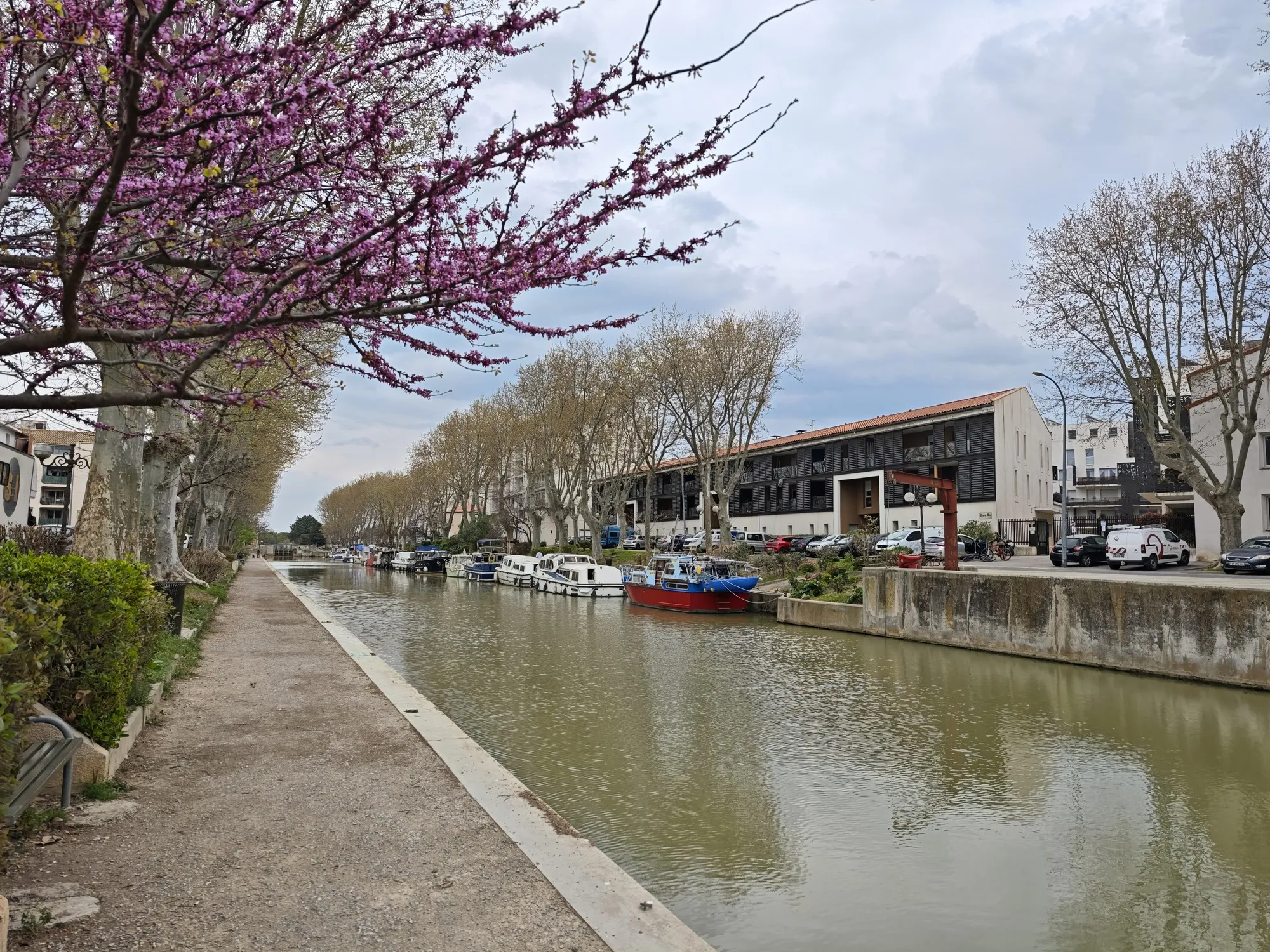 The Canal de la Robine running through the centre of Narbonne, a Judas tree already pink along the towpath.