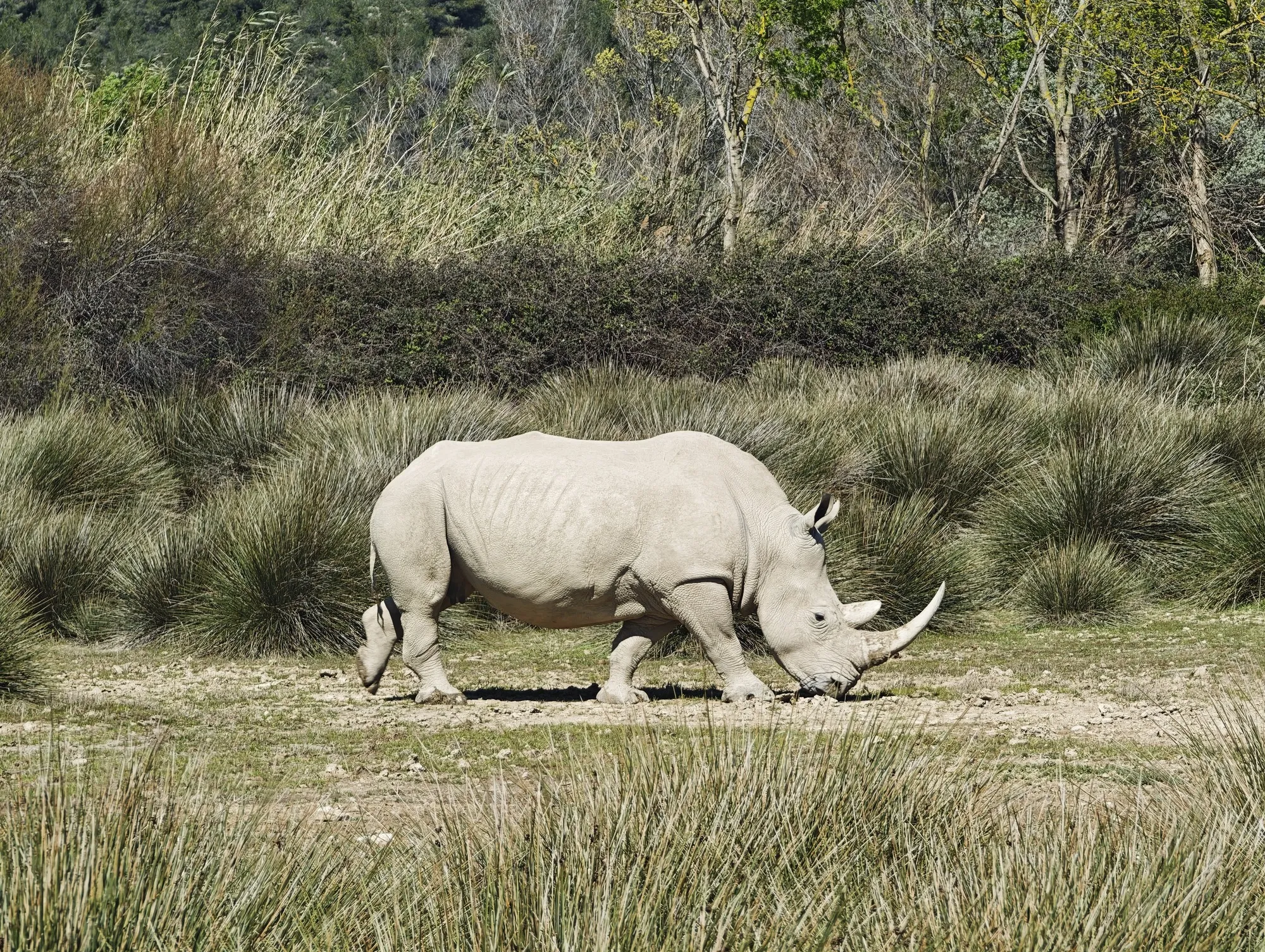 A white rhino grazing the dry scrub at the Réserve africaine de Sigean, half an hour down the coast from Narbonne.